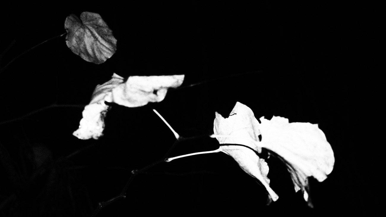 Raccolta fotografica